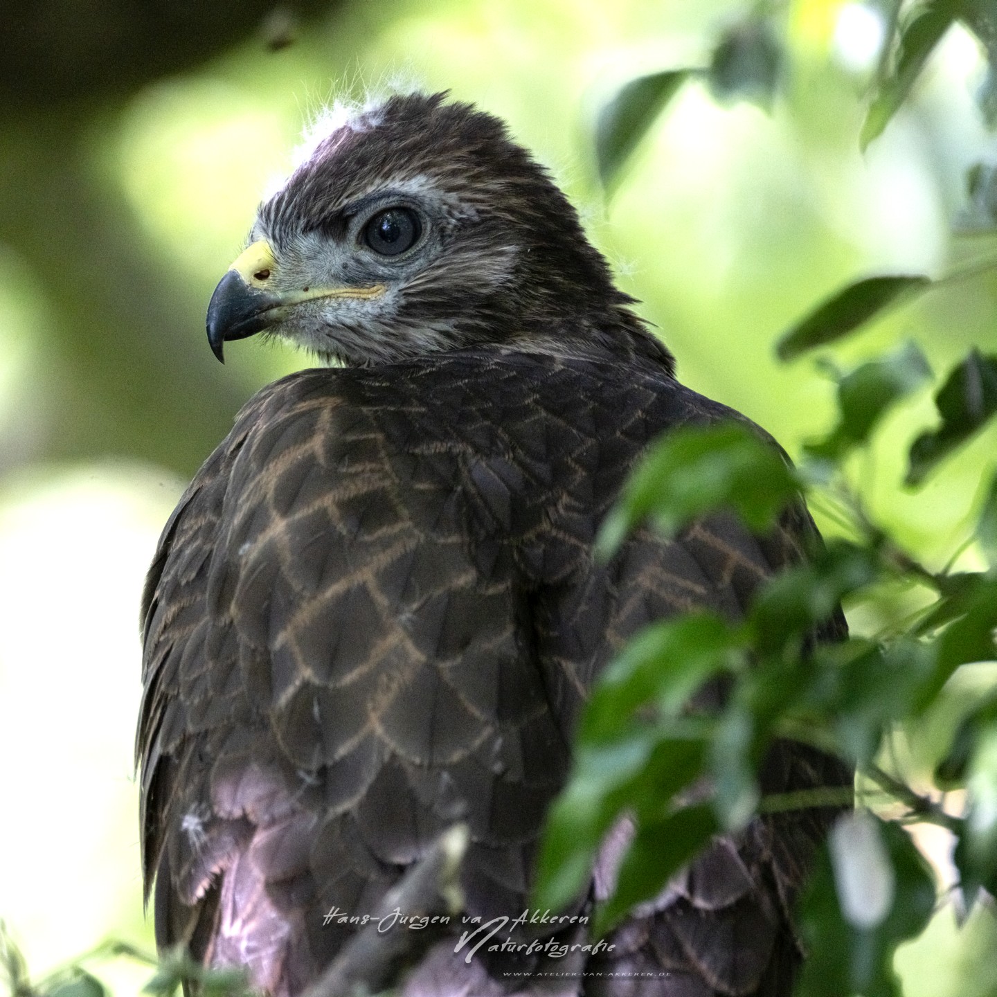 309A9724 Mausebussard Jungvogel Kopie